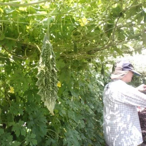 thumbnail for publication: Bitter Melon—an Asian Vegetable Expanding in Florida
